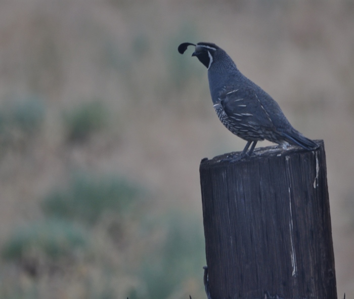 gambel's quail